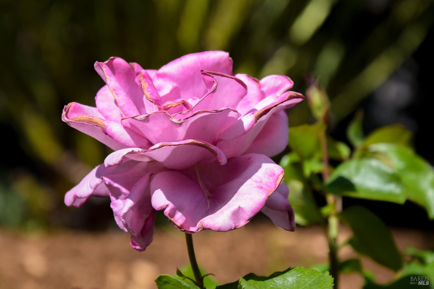 Detail Gallery Image 38 of 48 For 115 Myrtle Ave, San Rafael,  CA 94901 - 3 Beds | 2 Baths