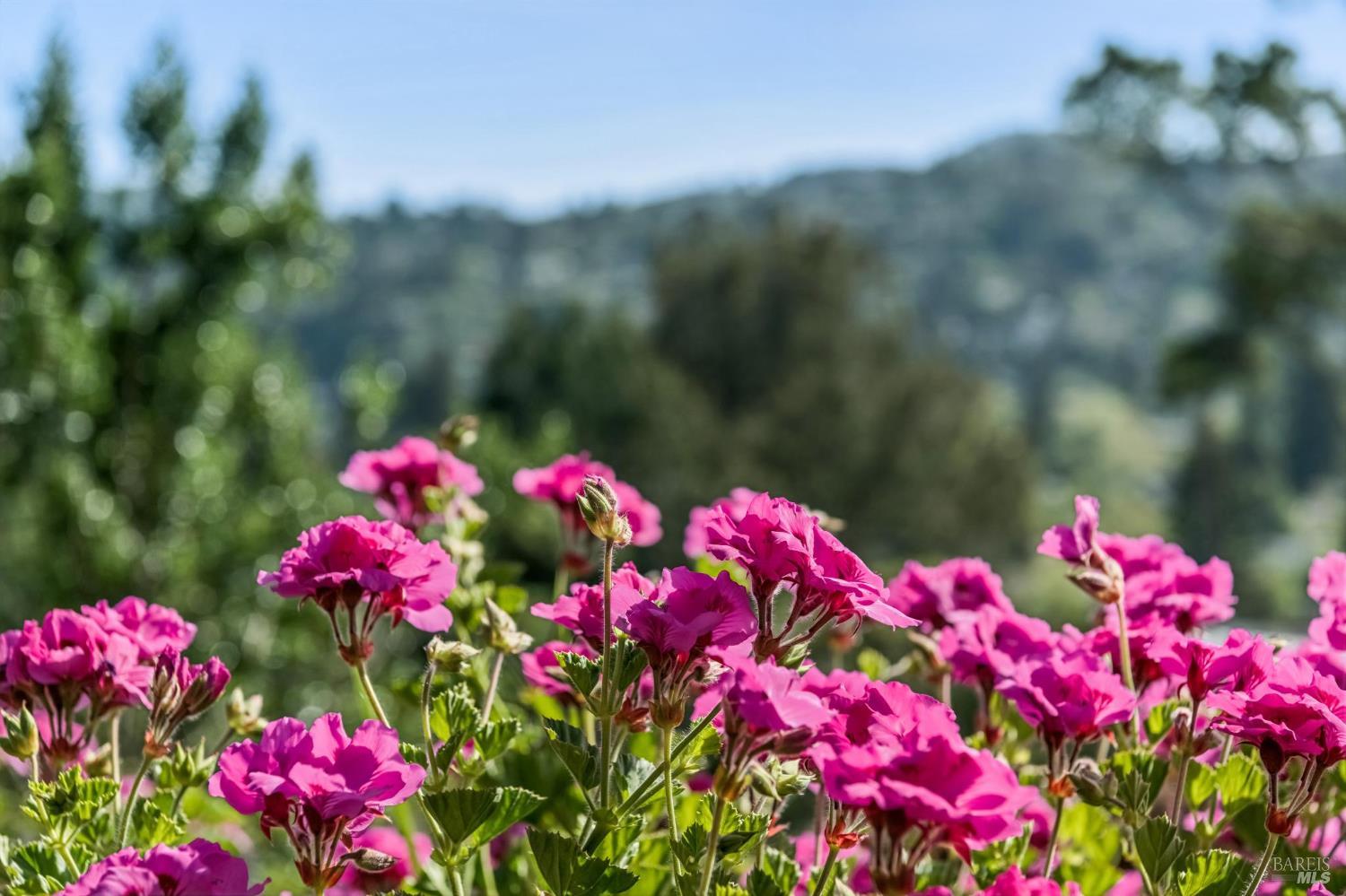 Detail Gallery Image 32 of 61 For 120 E Manor Dr, Mill Valley,  CA 94941 - 3 Beds | 3 Baths