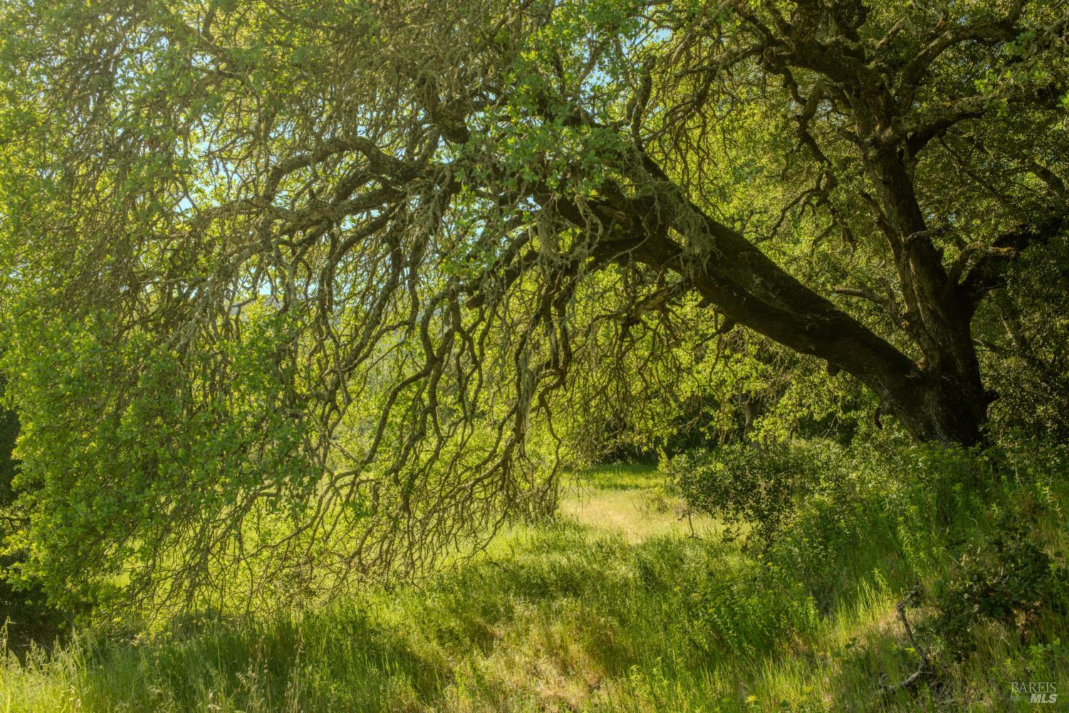 Detail Gallery Image 3 of 5 For 0 Arnold Dr, Sonoma,  CA 95476 - – Beds | – Baths