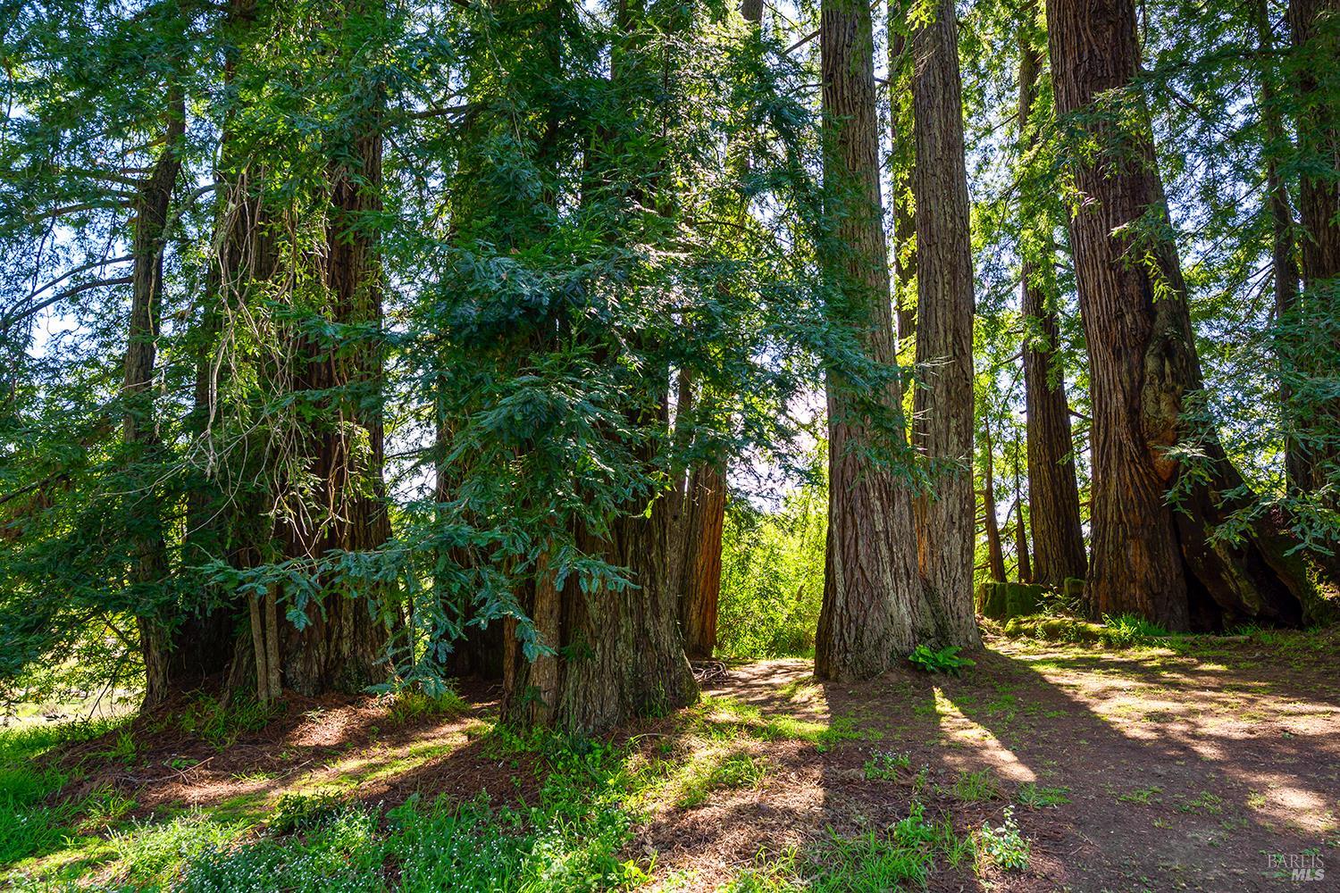 Detail Gallery Image 41 of 49 For 3580 Joy Rd, Occidental,  CA 95465 - 4 Beds | 2/2 Baths
