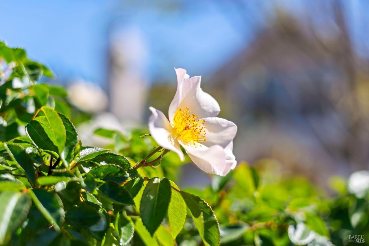 Detail Gallery Image 42 of 93 For 184 Cobblestone Dr, San Rafael,  CA 94903 - 4 Beds | 2 Baths