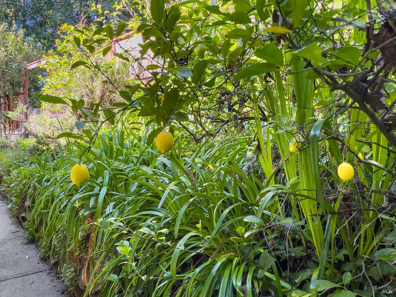 Detail Gallery Image 34 of 36 For 16017 Palo Alto Dr, Guerneville,  CA 95446 - 2 Beds | 2 Baths