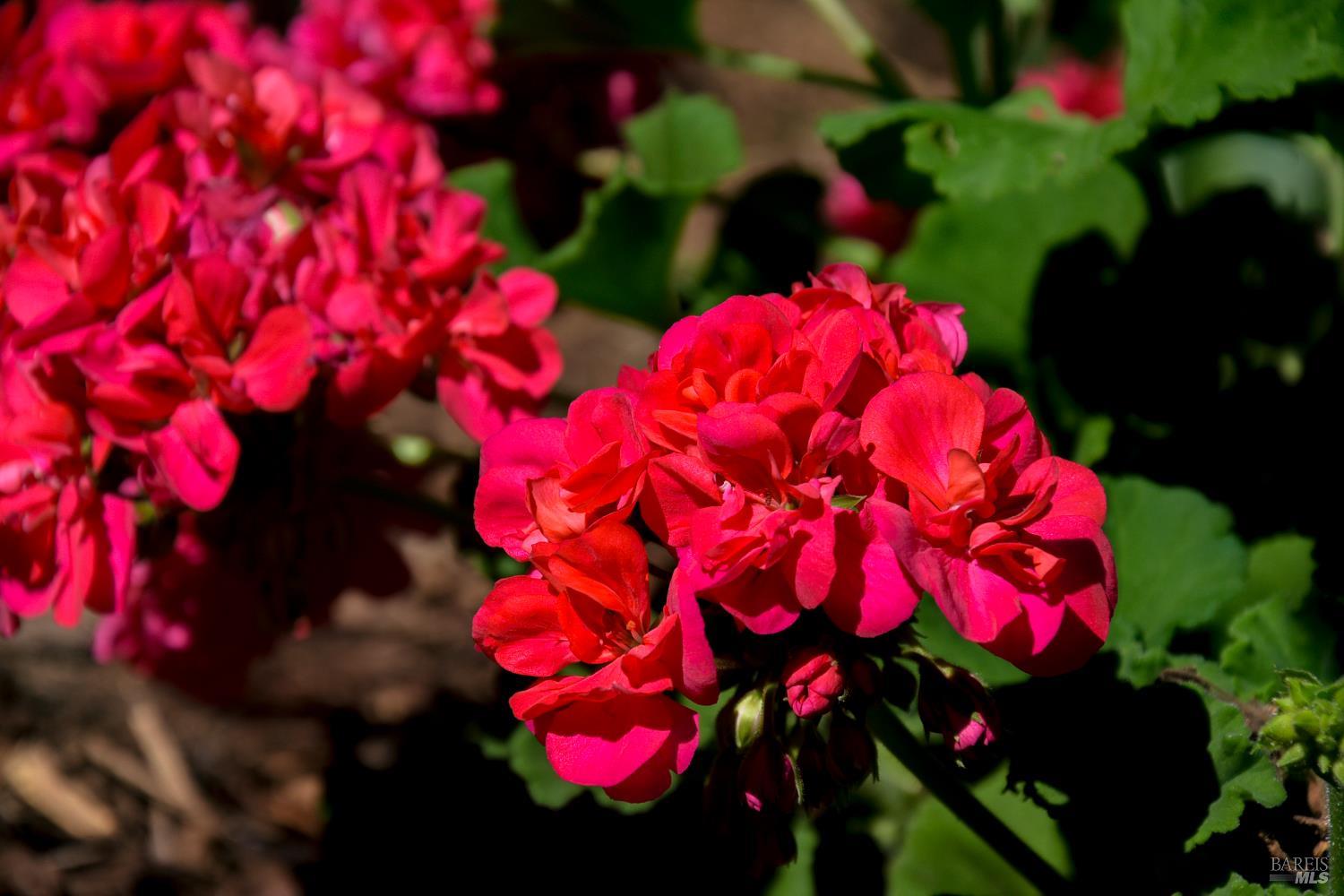 Detail Gallery Image 36 of 48 For 115 Myrtle Ave, San Rafael,  CA 94901 - 3 Beds | 2 Baths