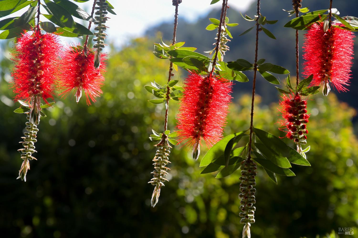 Detail Gallery Image 47 of 48 For 115 Myrtle Ave, San Rafael,  CA 94901 - 3 Beds | 2 Baths