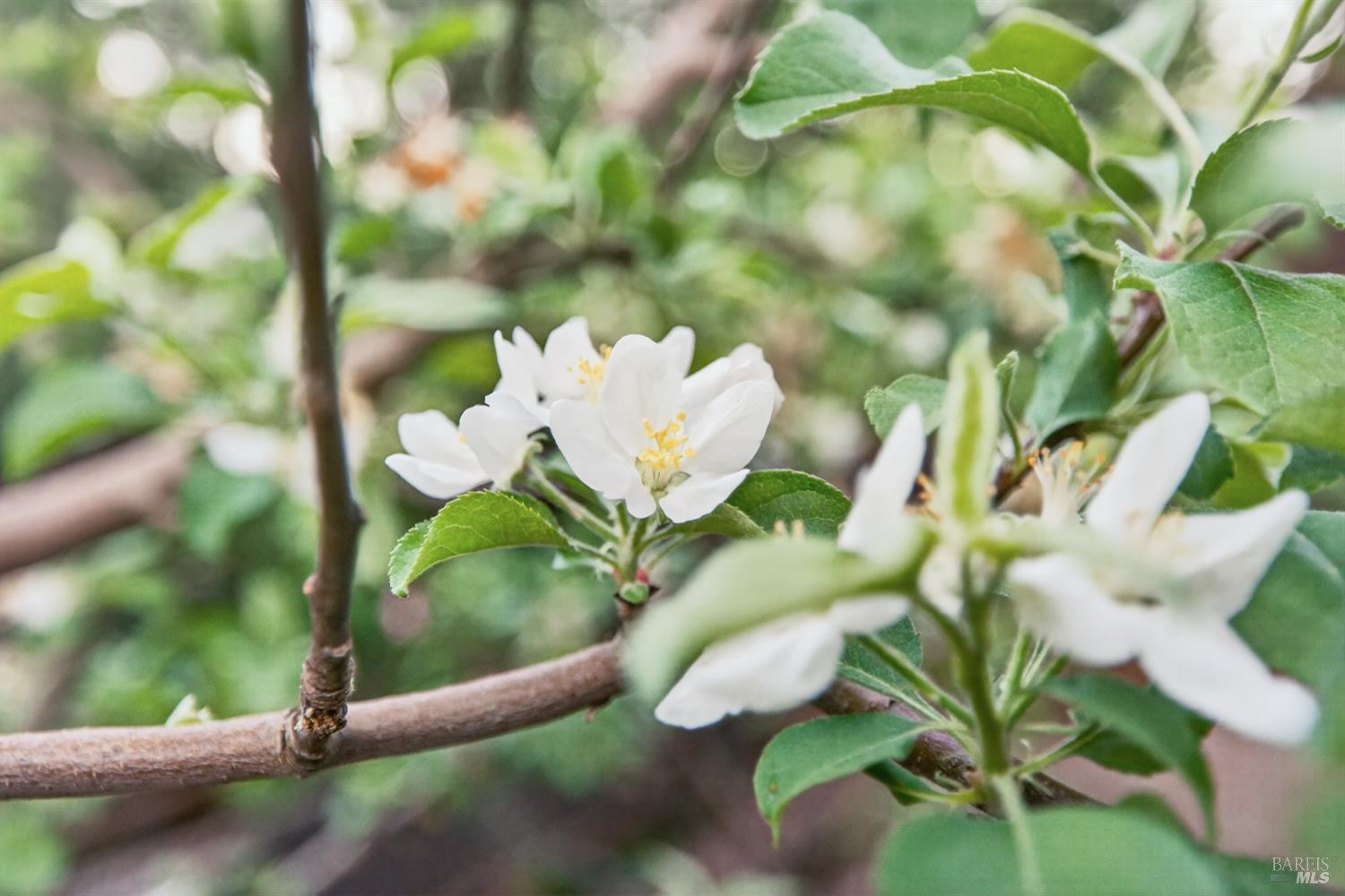 Detail Gallery Image 42 of 48 For 116 Hill Rd, Glen Ellen,  CA 95442 - 2 Beds | 2 Baths
