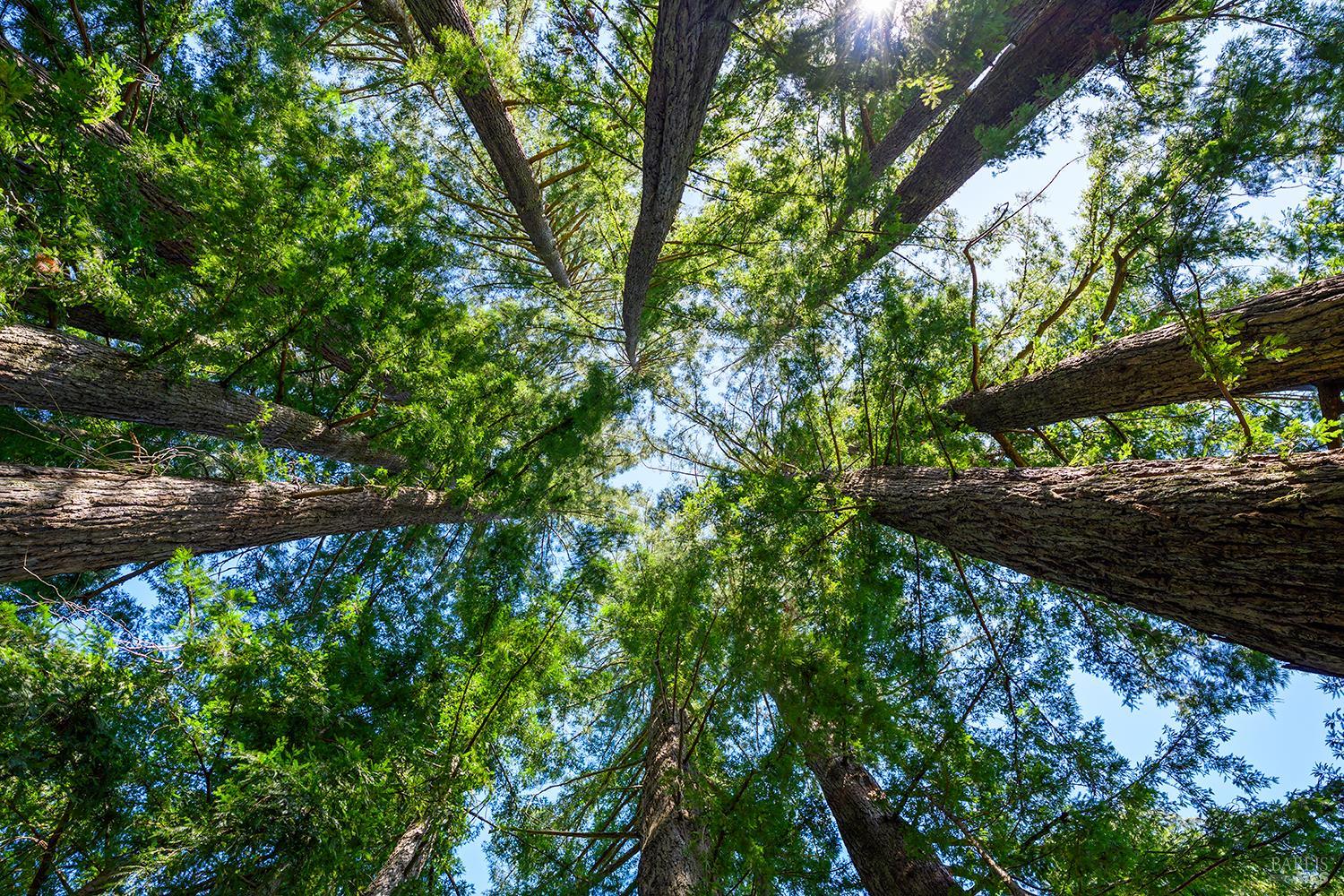 Detail Gallery Image 43 of 49 For 3580 Joy Rd, Occidental,  CA 95465 - 4 Beds | 2/2 Baths