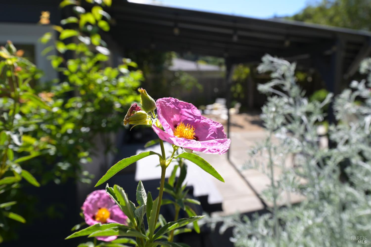 Detail Gallery Image 37 of 48 For 115 Myrtle Ave, San Rafael,  CA 94901 - 3 Beds | 2 Baths