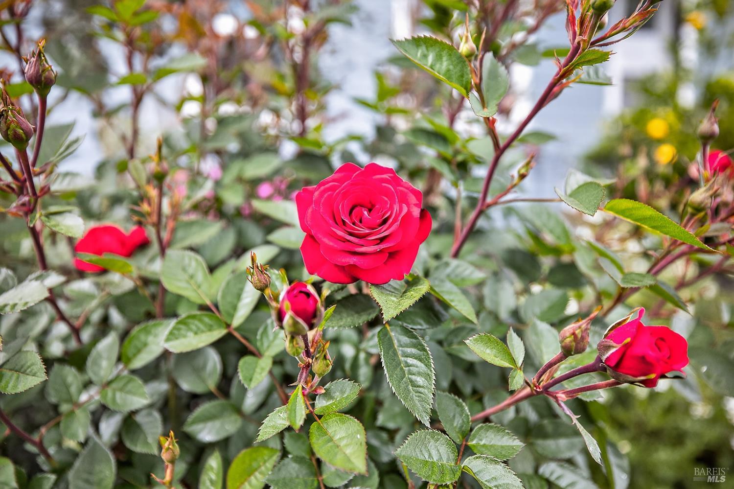 Detail Gallery Image 37 of 38 For 1145 Portello Ln, Windsor,  CA 95492 - 3 Beds | 3 Baths
