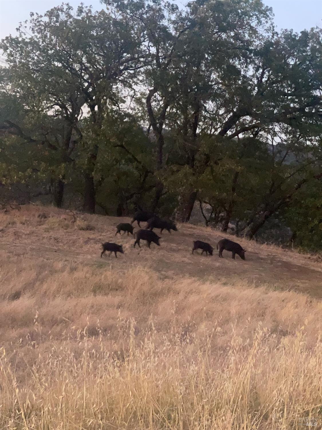 Detail Gallery Image 10 of 37 For 12950 Eagle Rock Rd, Hopland,  CA 95449 - – Beds | – Baths