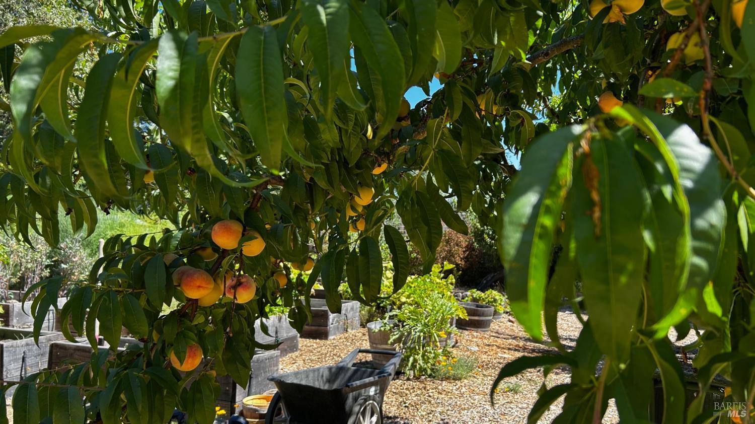 Detail Gallery Image 41 of 63 For 10463 Mill Station Rd, Sebastopol,  CA 95472 - 3 Beds | 2 Baths