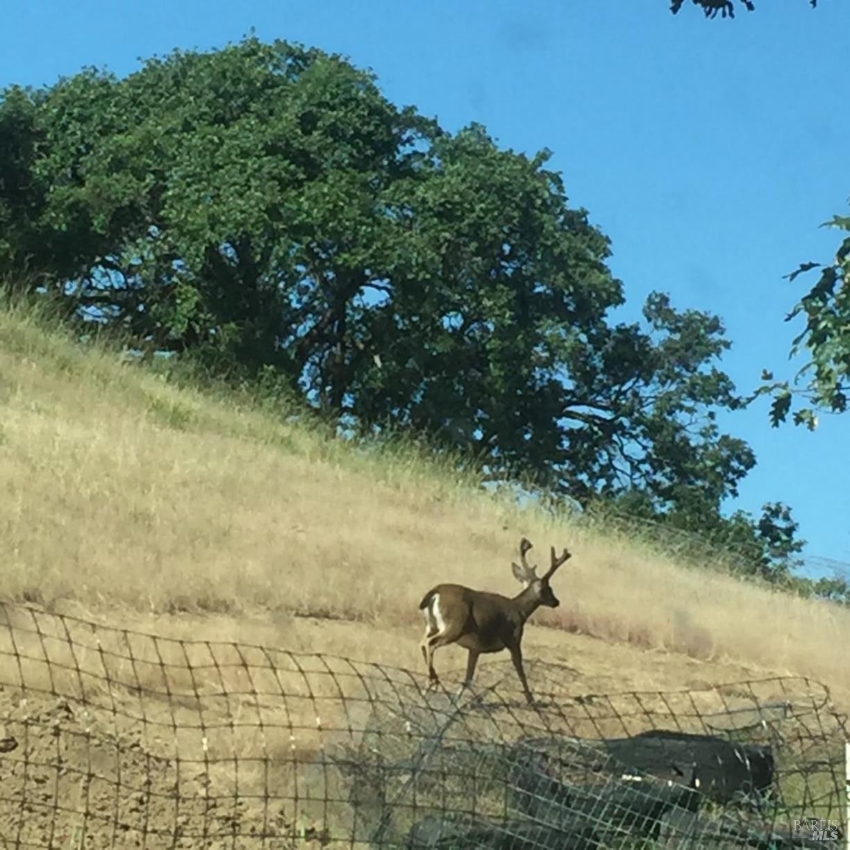 Detail Gallery Image 9 of 37 For 12950 Eagle Rock Rd, Hopland,  CA 95449 - – Beds | – Baths
