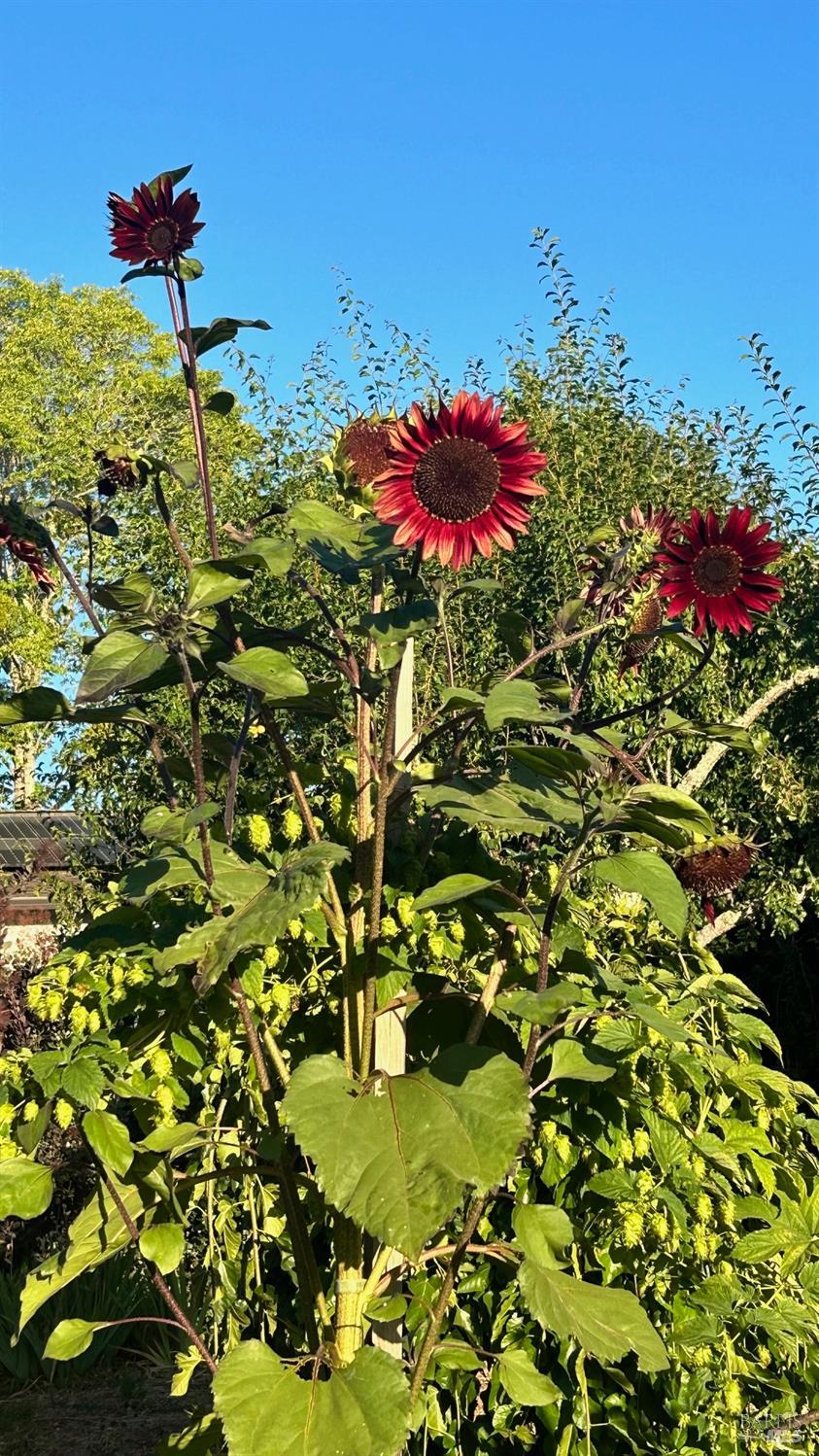 Detail Gallery Image 60 of 63 For 10463 Mill Station Rd, Sebastopol,  CA 95472 - 3 Beds | 2 Baths