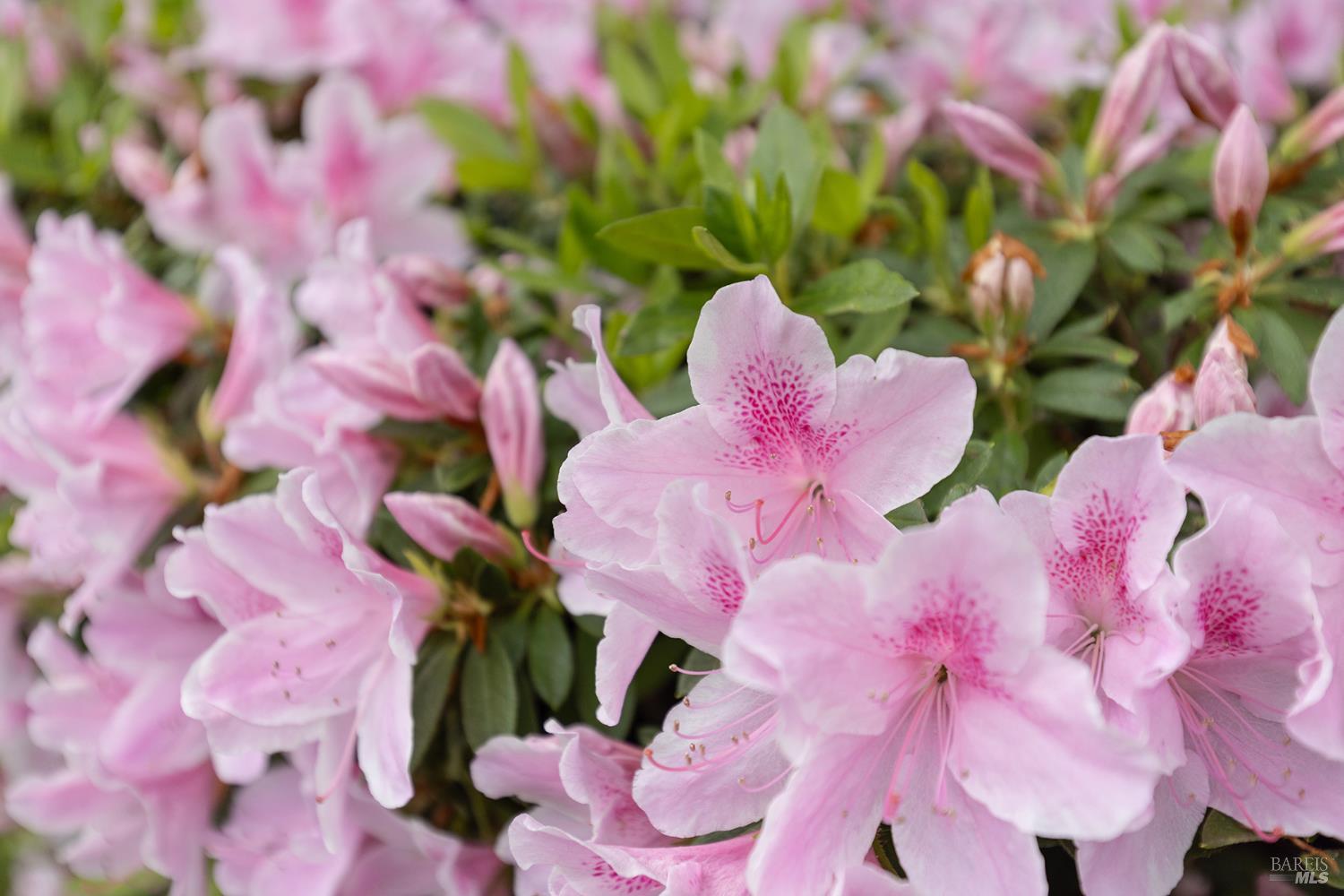 Detail Gallery Image 45 of 54 For 2431 Shoreline Dr, Napa,  CA 94558 - 3 Beds | 2 Baths