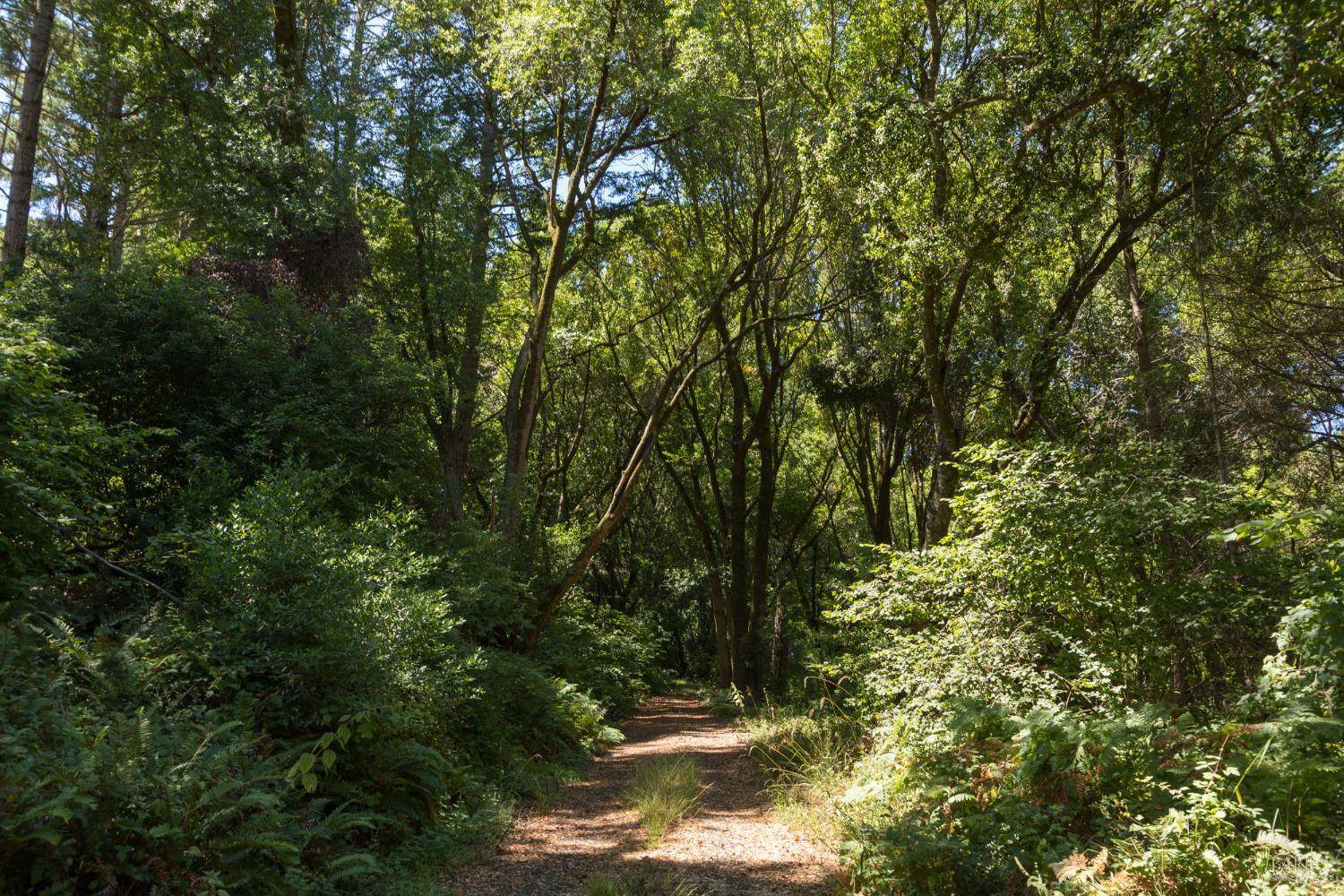 Detail Gallery Image 30 of 35 For 70 Fox Dr, Inverness,  CA 94956 - – Beds | – Baths