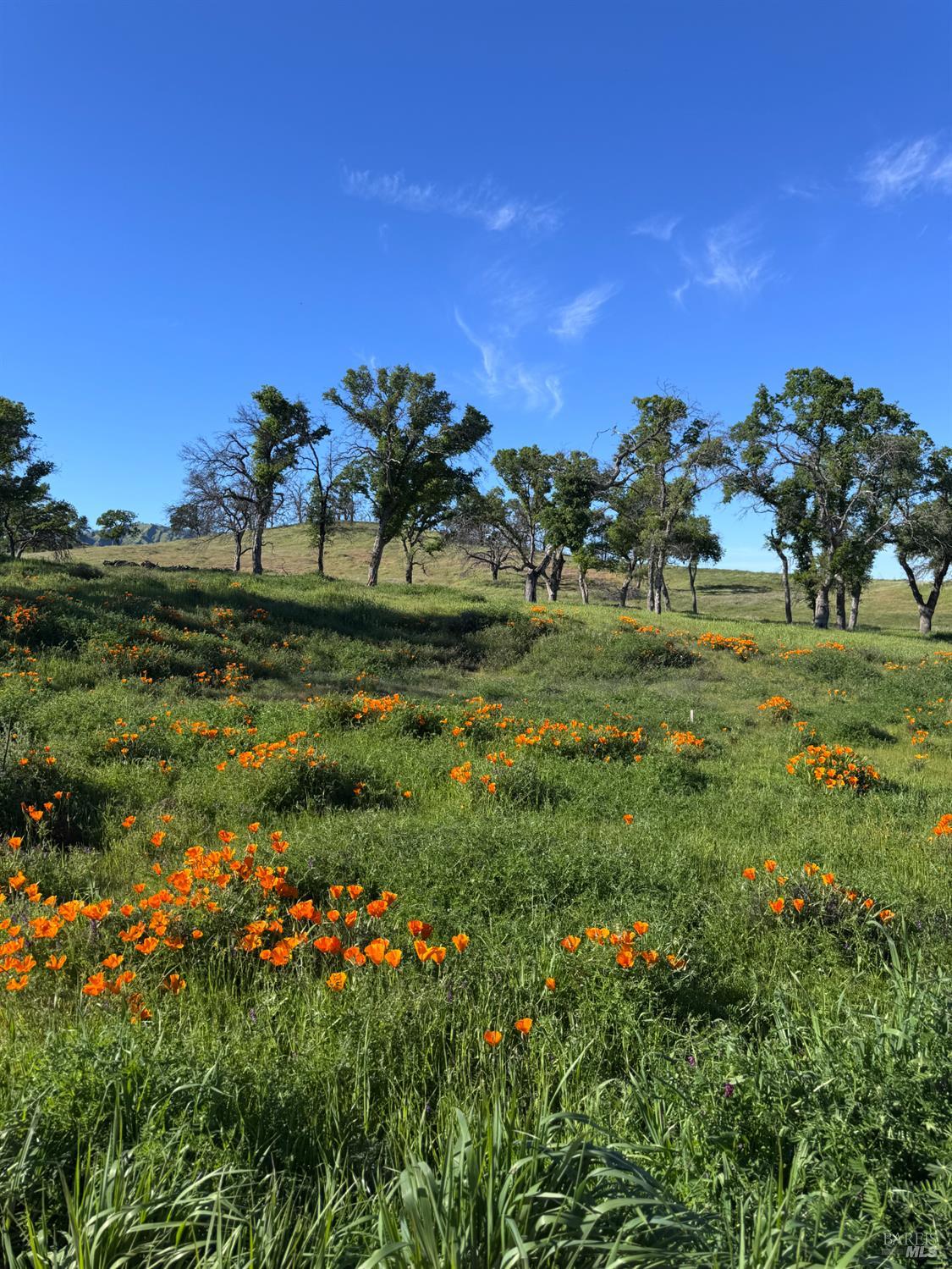 Detail Gallery Image 9 of 35 For 8600 Pleasants Valley Rd, Winters,  CA 95694 - – Beds | – Baths