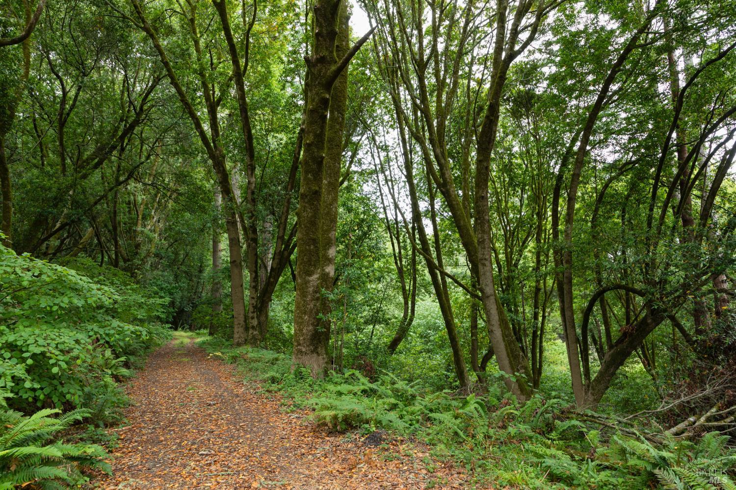 Detail Gallery Image 29 of 35 For 70 Fox Dr, Inverness,  CA 94956 - – Beds | – Baths