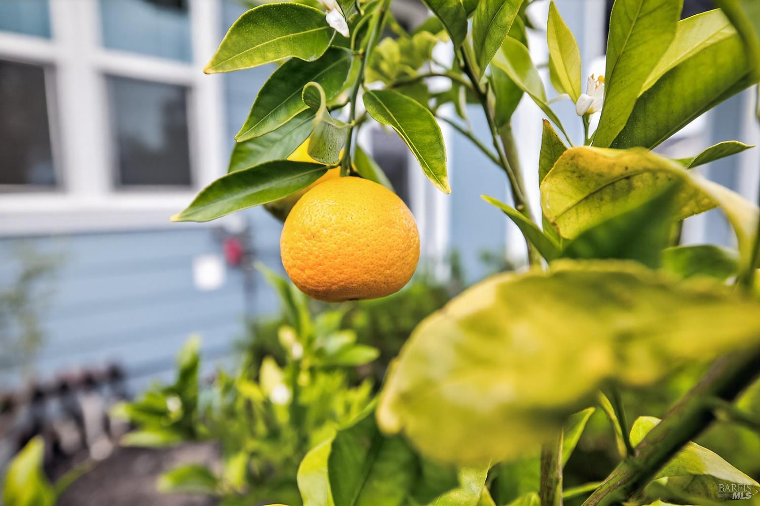 Detail Gallery Image 38 of 38 For 1145 Portello Ln, Windsor,  CA 95492 - 3 Beds | 3 Baths