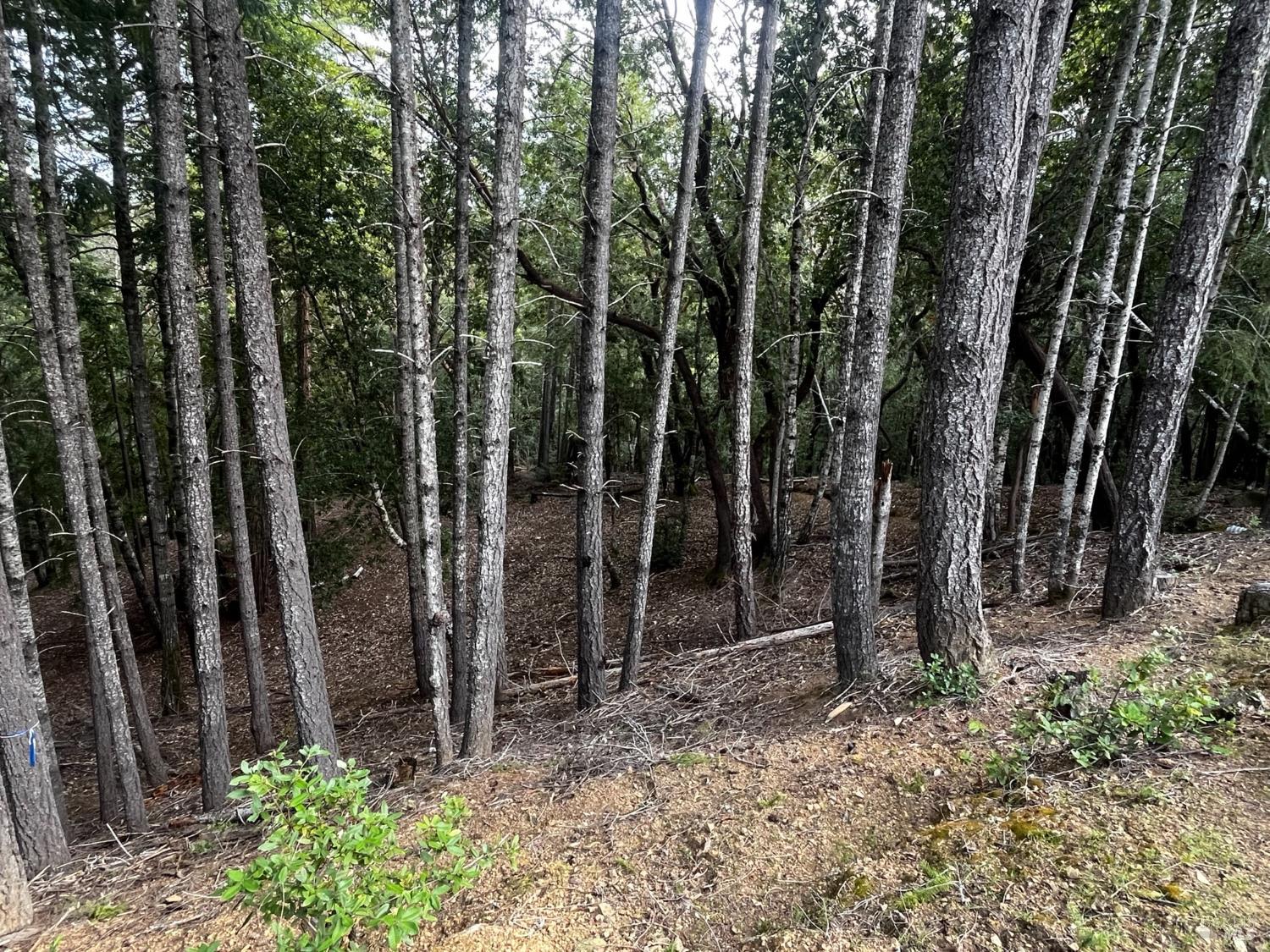 Detail Gallery Image 6 of 6 For 1921 Clover Dr, Willits,  CA 95490 - – Beds | – Baths