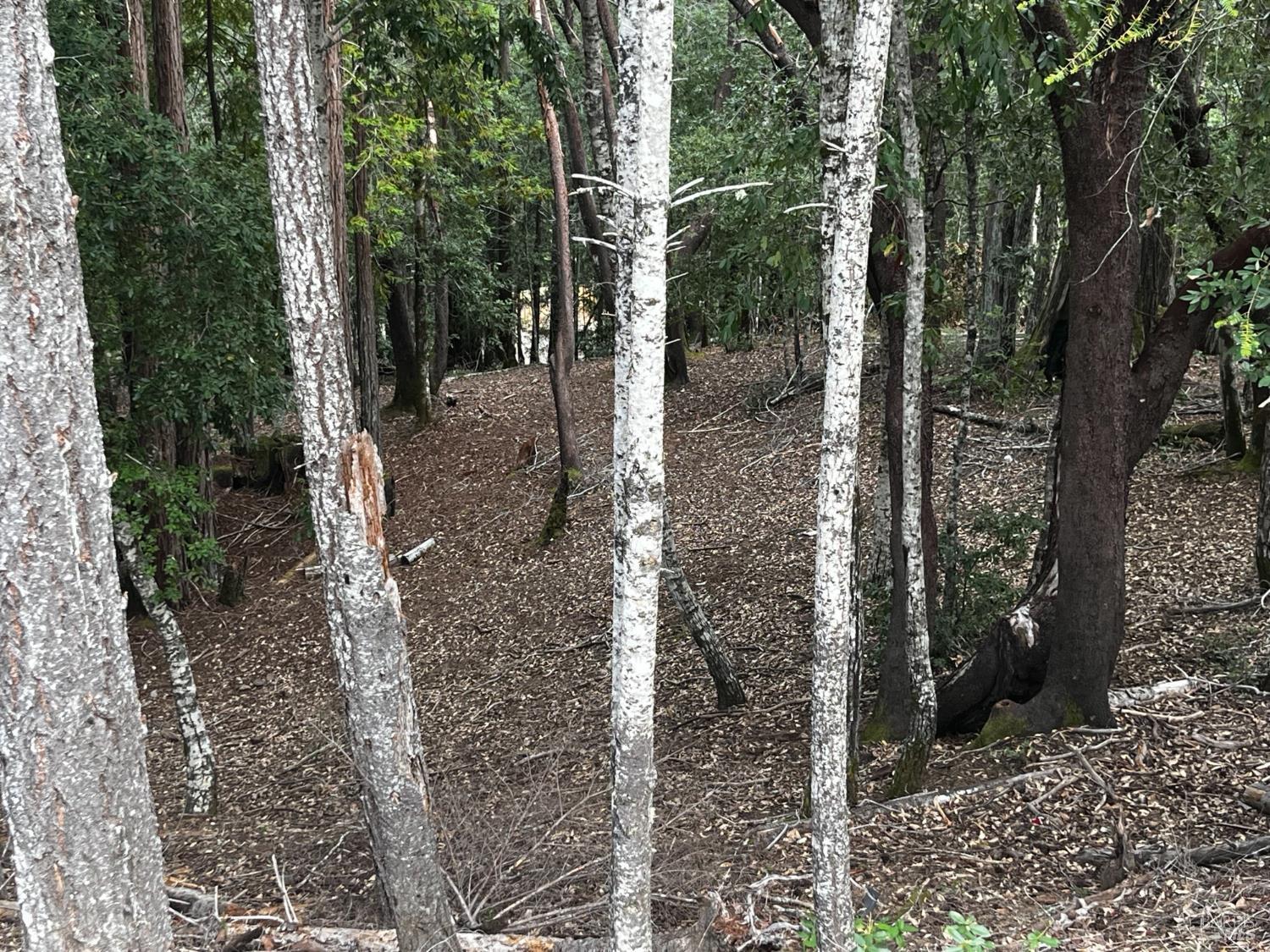 Detail Gallery Image 4 of 6 For 1921 Clover Dr, Willits,  CA 95490 - – Beds | – Baths