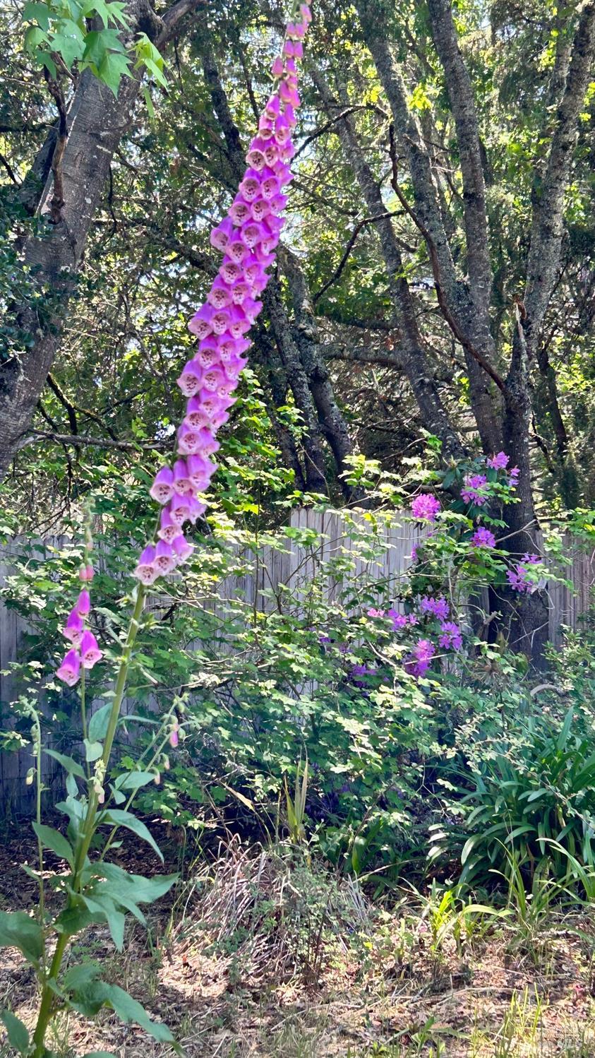 Detail Gallery Image 54 of 63 For 10463 Mill Station Rd, Sebastopol,  CA 95472 - 3 Beds | 2 Baths