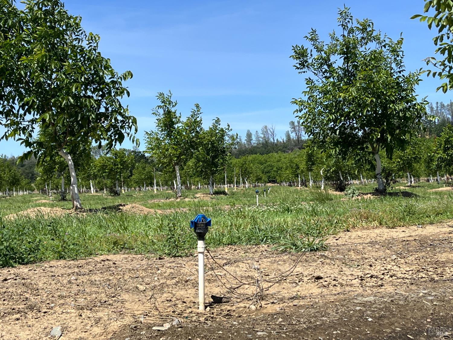 Detail Gallery Image 28 of 32 For 18525 Farquhar Rd, Cottonwood,  CA 96022 - 3 Beds | 2/1 Baths