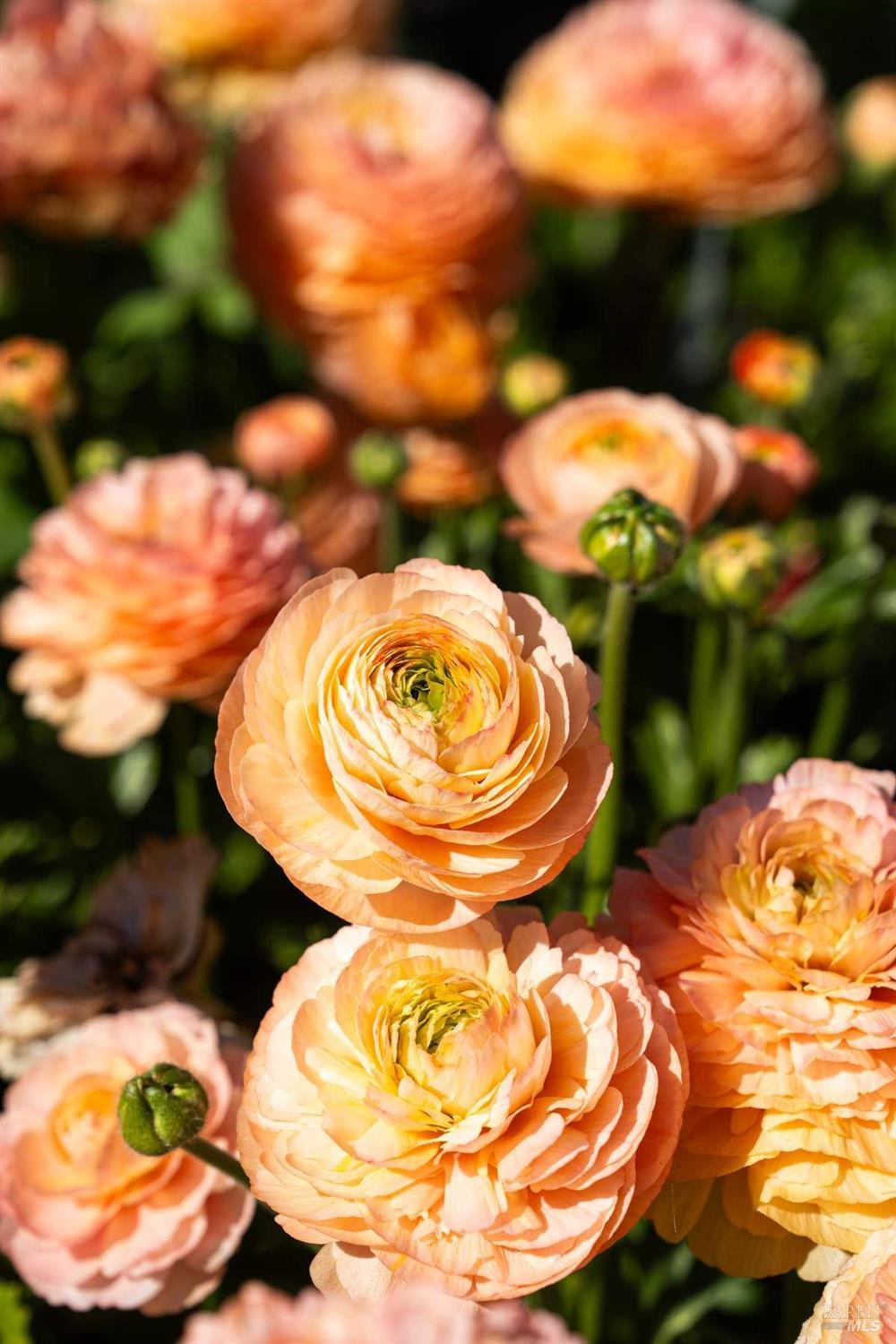 Detail Gallery Image 22 of 50 For 2900 Wild Turkey Run, Santa Rosa,  CA 95404 - 5 Beds | 7/1 Baths