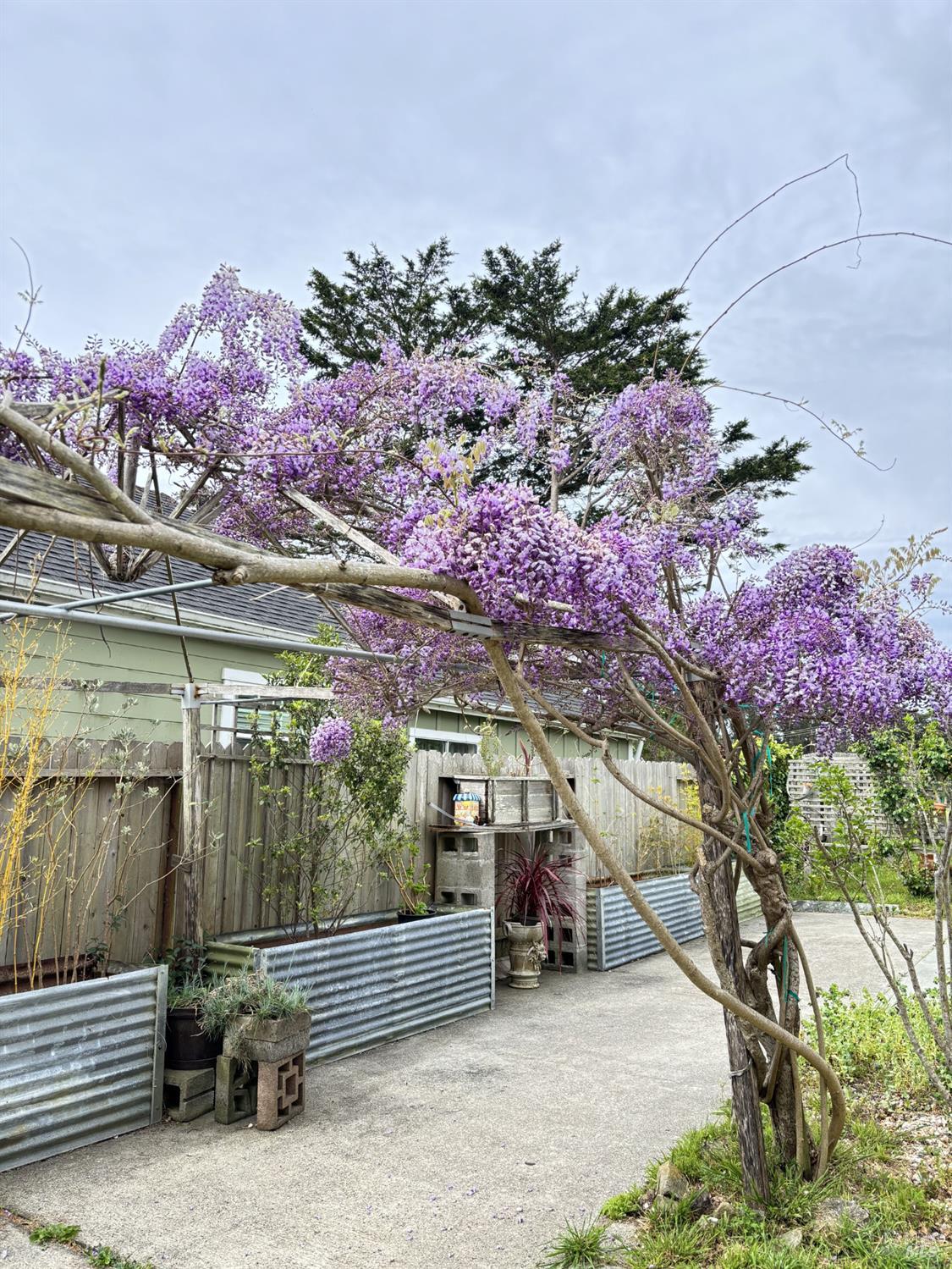 Detail Gallery Image 6 of 58 For 39 Carrie St, Tomales,  CA 94971 - 4 Beds | 2/1 Baths