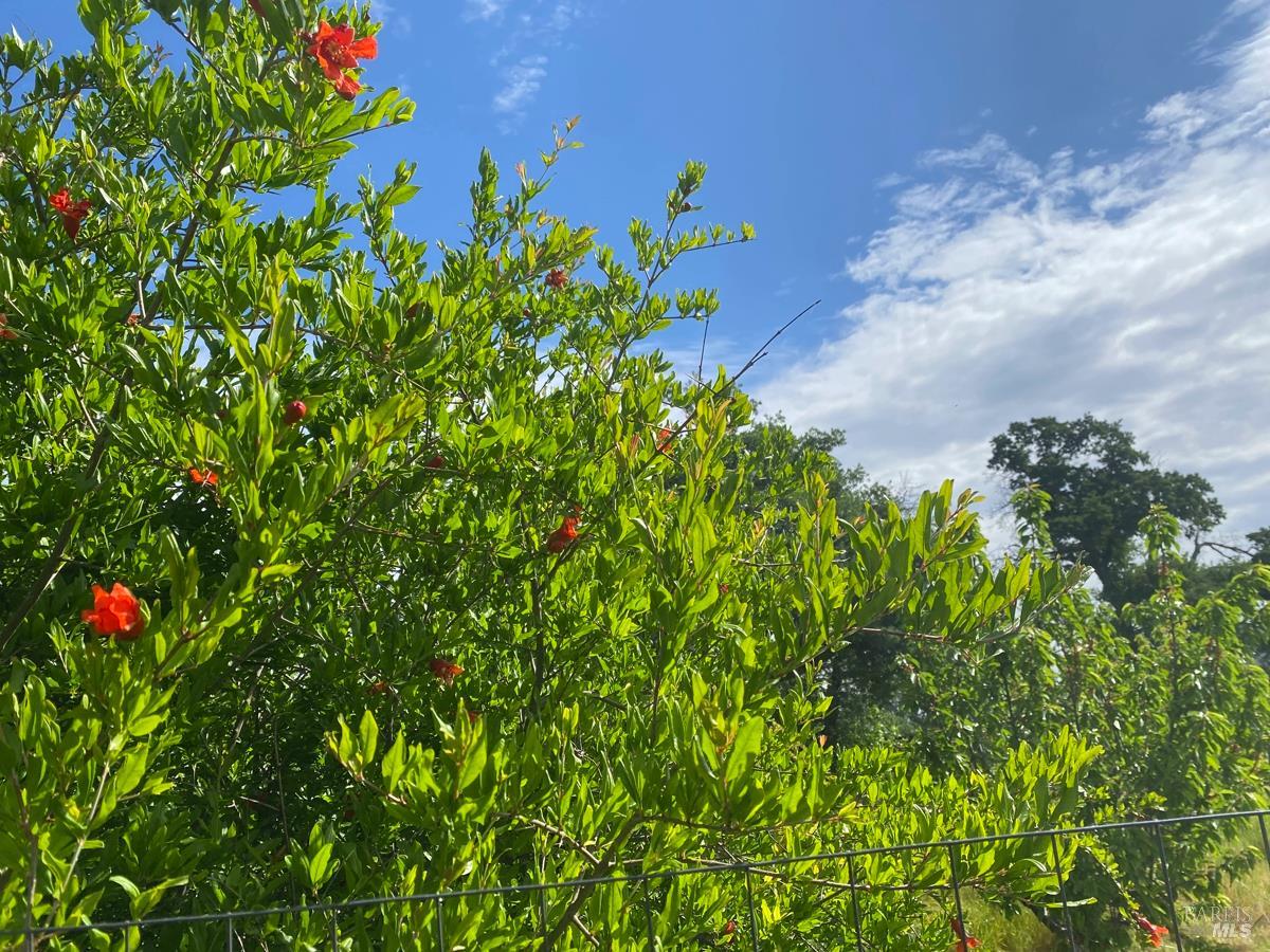 Detail Gallery Image 31 of 35 For 8600 Pleasants Valley Rd, Winters,  CA 95694 - – Beds | – Baths