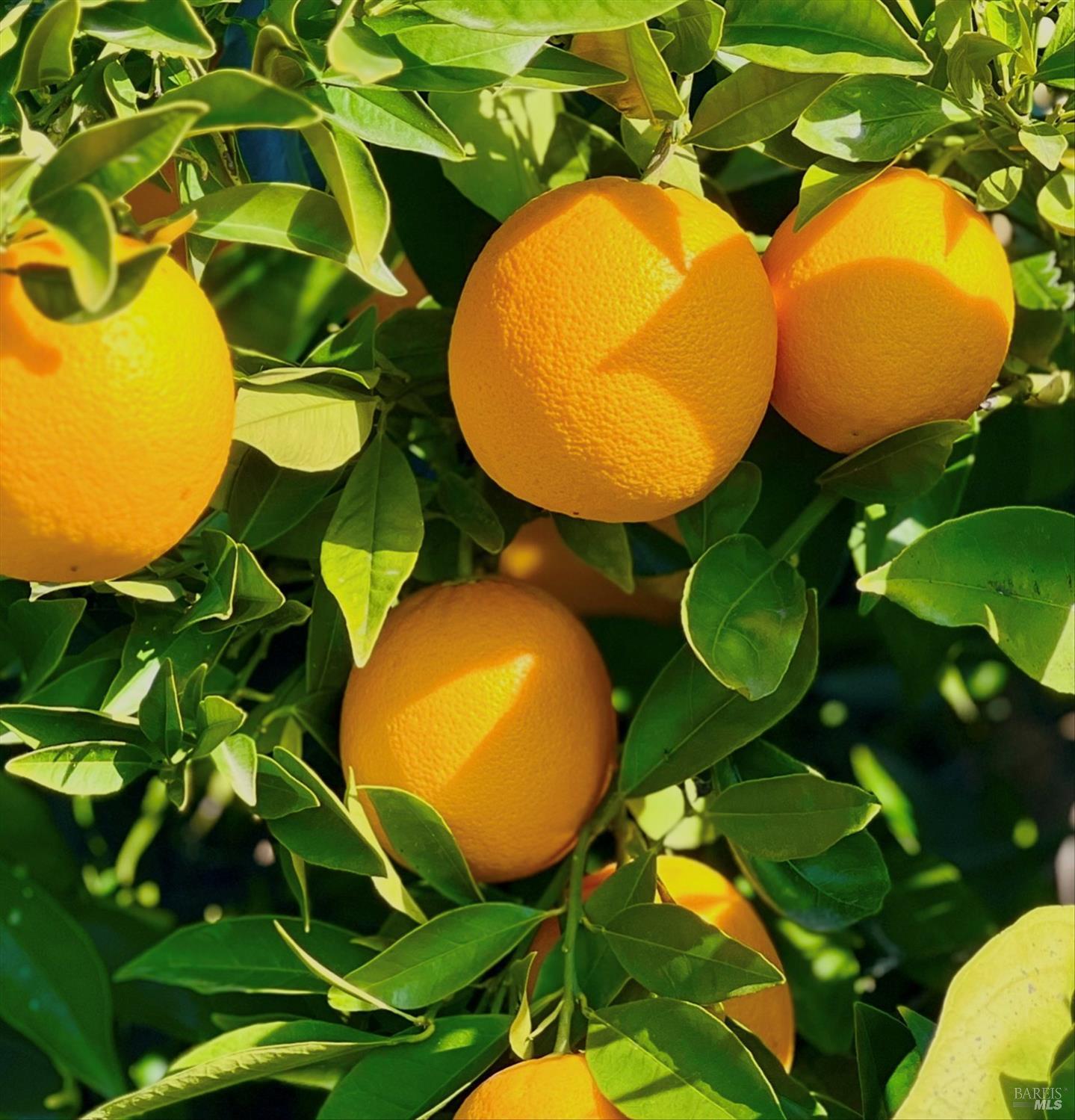 Detail Gallery Image 68 of 68 For 456 Marbella Ln, Vacaville,  CA 95688 - 4 Beds | 2 Baths