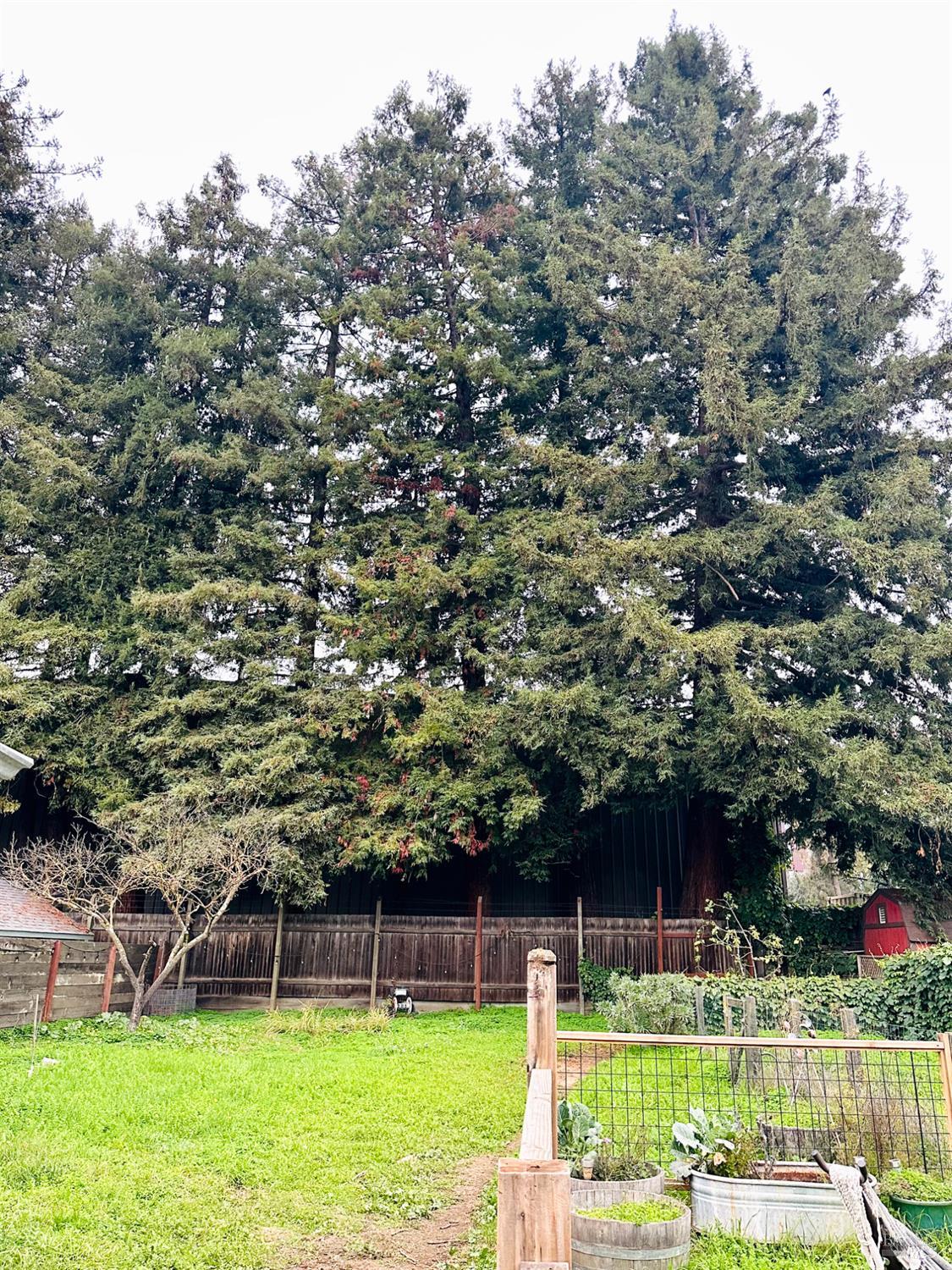 Detail Gallery Image 27 of 33 For 108 Pierson St, Santa Rosa,  CA 95401 - 2 Beds | 1 Baths