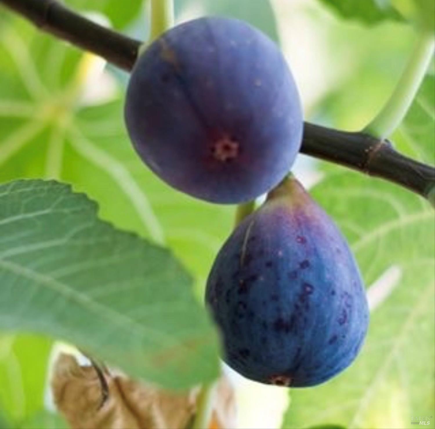 Detail Gallery Image 67 of 68 For 456 Marbella Ln, Vacaville,  CA 95688 - 4 Beds | 2 Baths