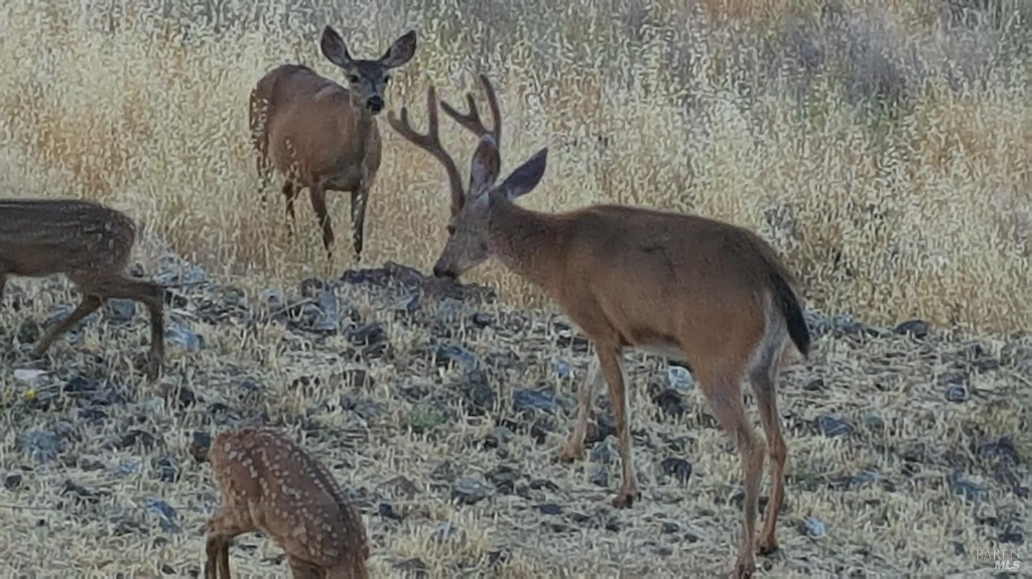 Detail Gallery Image 94 of 99 For 425 Lake Vista Dr, Lakeport,  CA 95453 - 3 Beds | 3/2 Baths