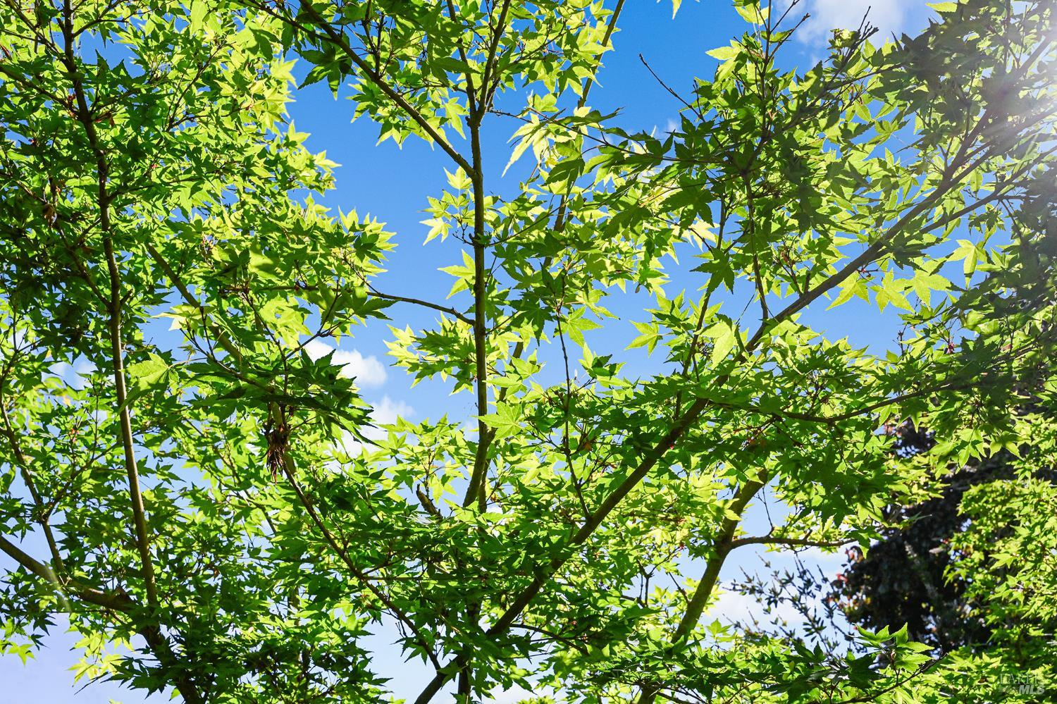 Detail Gallery Image 42 of 45 For 855 Garden Ct, Petaluma,  CA 94954 - 4 Beds | 2 Baths