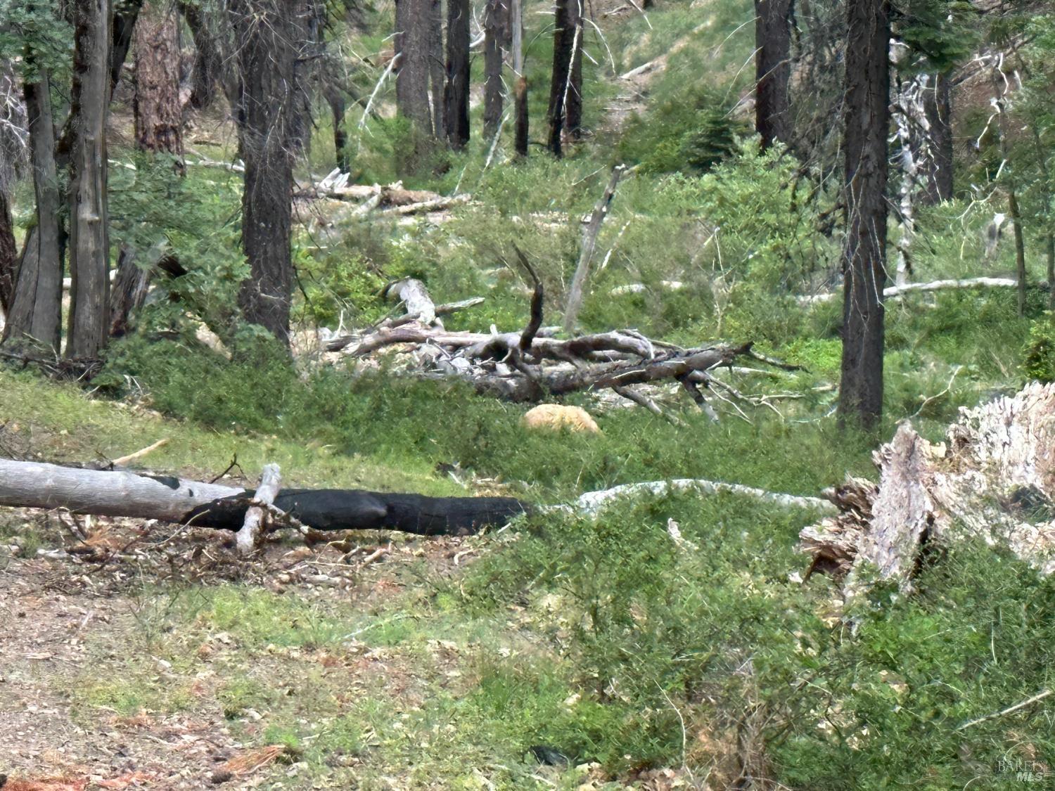 Detail Gallery Image 4 of 10 For 0 19n90 Rd, Potter Valley,  CA 95469 - – Beds | – Baths