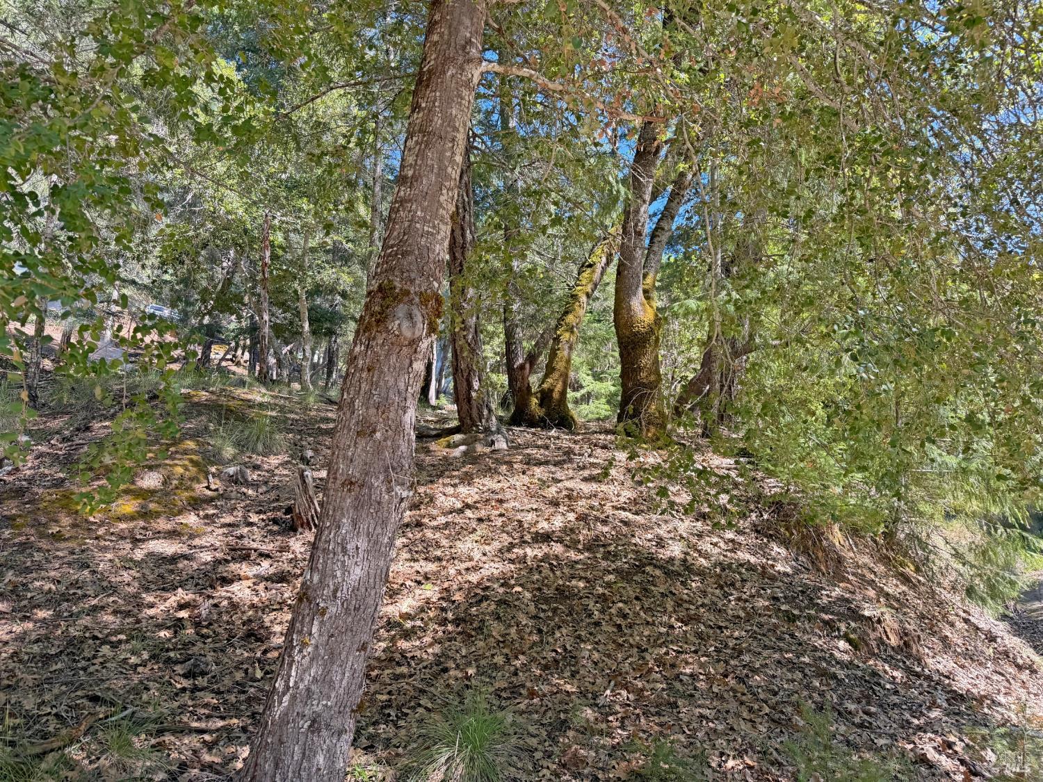 Detail Gallery Image 3 of 12 For 25940 Poppy Pl, Willits,  CA 95490 - – Beds | – Baths