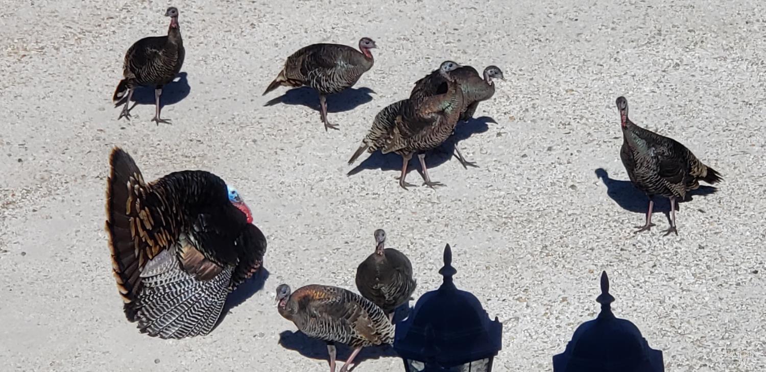 Detail Gallery Image 97 of 99 For 425 Lake Vista Dr, Lakeport,  CA 95453 - 3 Beds | 3/2 Baths