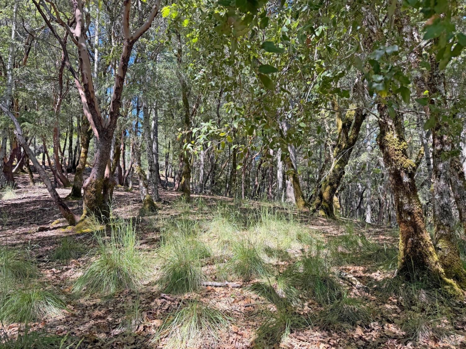 Detail Gallery Image 4 of 12 For 2076 Buckeye Rd, Willits,  CA 95490 - – Beds | – Baths