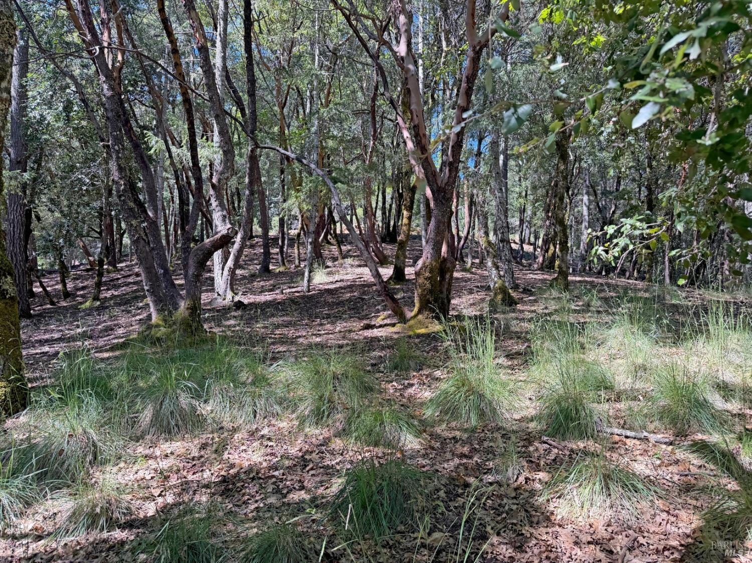 Detail Gallery Image 3 of 12 For 2076 Buckeye Rd, Willits,  CA 95490 - – Beds | – Baths