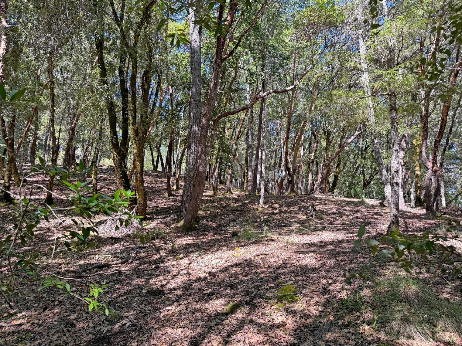 Detail Gallery Image 10 of 12 For 2076 Buckeye Rd, Willits,  CA 95490 - – Beds | – Baths