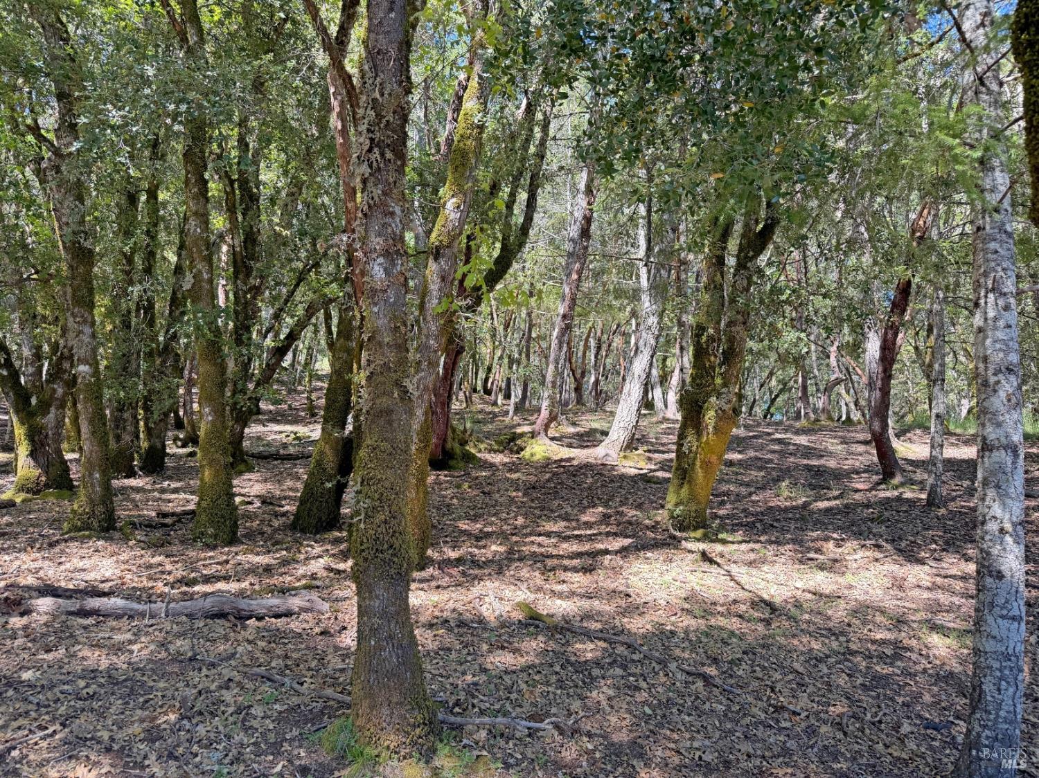 Detail Gallery Image 6 of 12 For 2076 Buckeye Rd, Willits,  CA 95490 - – Beds | – Baths