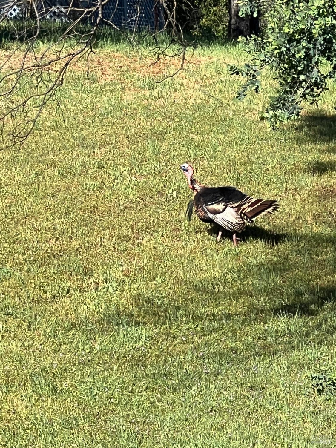 Detail Gallery Image 33 of 41 For 10180 Highway 29 Unkn, Lower Lake,  CA 95457 - 3 Beds | 2 Baths