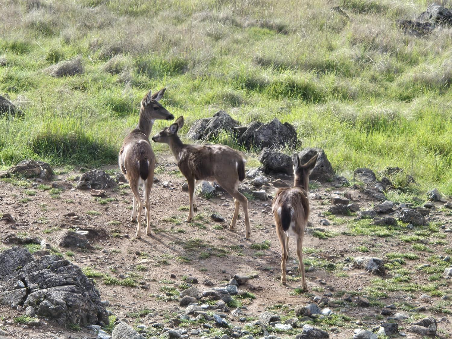 Detail Gallery Image 96 of 99 For 425 Lake Vista Dr, Lakeport,  CA 95453 - 3 Beds | 3/2 Baths