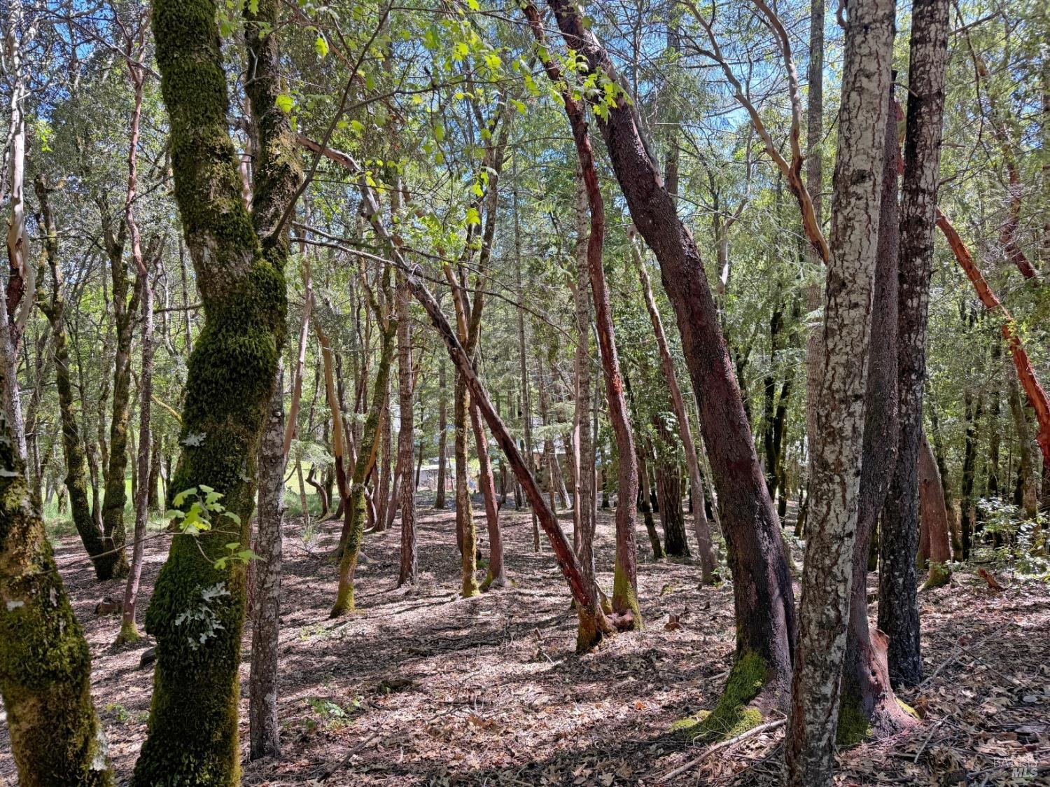 Detail Gallery Image 12 of 12 For 2076 Buckeye Rd, Willits,  CA 95490 - – Beds | – Baths