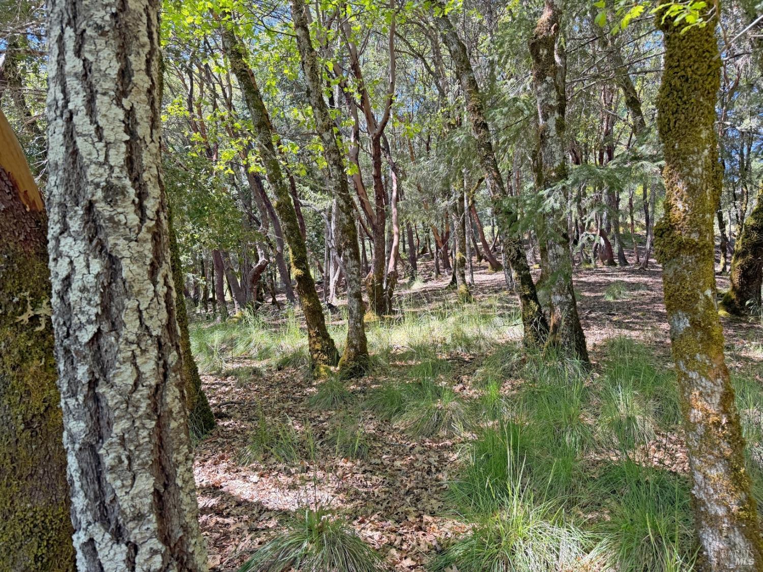 Detail Gallery Image 5 of 12 For 2076 Buckeye Rd, Willits,  CA 95490 - – Beds | – Baths