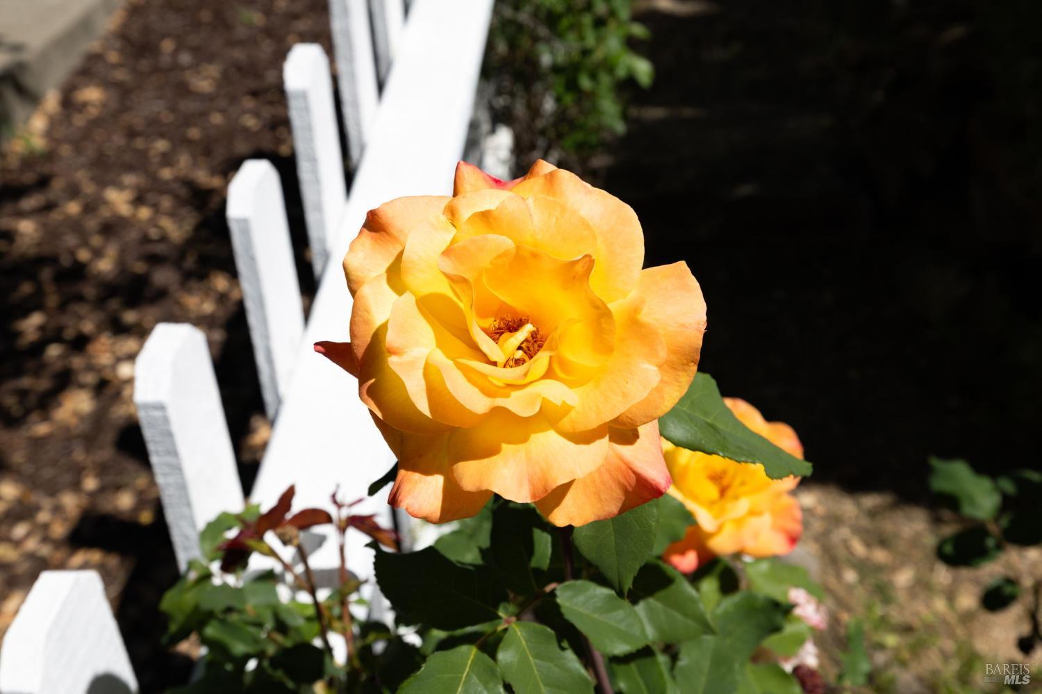 Detail Gallery Image 3 of 40 For 1440 Tammy Way, Santa Rosa,  CA 95401 - 2 Beds | 2/1 Baths