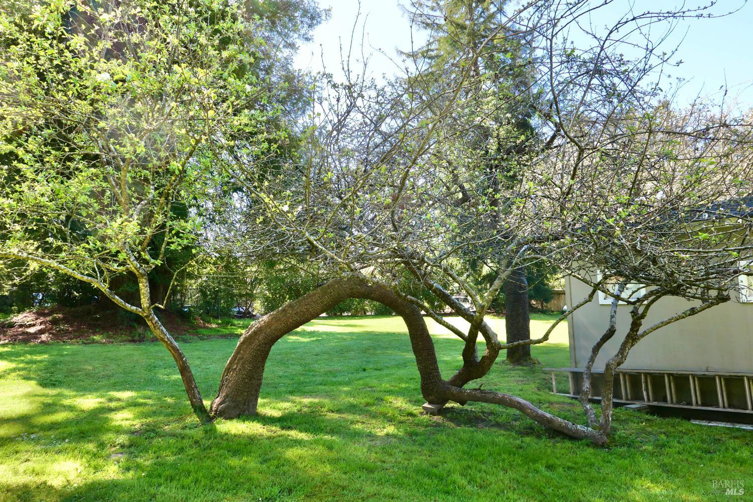 Detail Gallery Image 31 of 33 For 30860 Simpson Ln, Fort Bragg,  CA 95437 - 2 Beds | 2 Baths