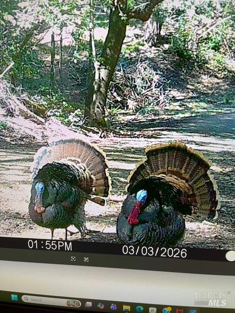 Detail Gallery Image 20 of 28 For 17707 Rockpile Rd, Geyserville,  CA 95441 - – Beds | – Baths