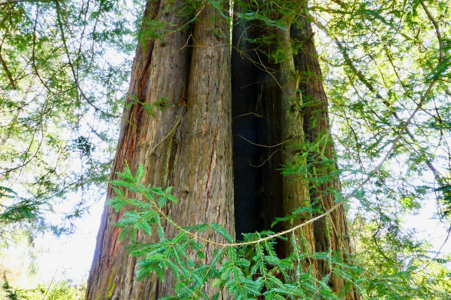 Detail Gallery Image 32 of 33 For 30860 Simpson Ln, Fort Bragg,  CA 95437 - 2 Beds | 2 Baths