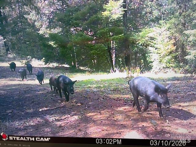 Detail Gallery Image 19 of 28 For 17707 Rockpile Rd, Geyserville,  CA 95441 - – Beds | – Baths