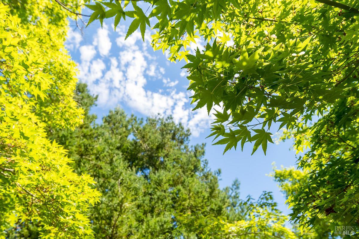 Detail Gallery Image 31 of 36 For 406 Corrillo Dr, San Rafael,  CA 94903 - 3 Beds | 2 Baths